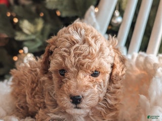 Toy Poodle dogs Nick - Ad 39