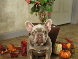 French Bulldog dogs Crystal - Ad 16