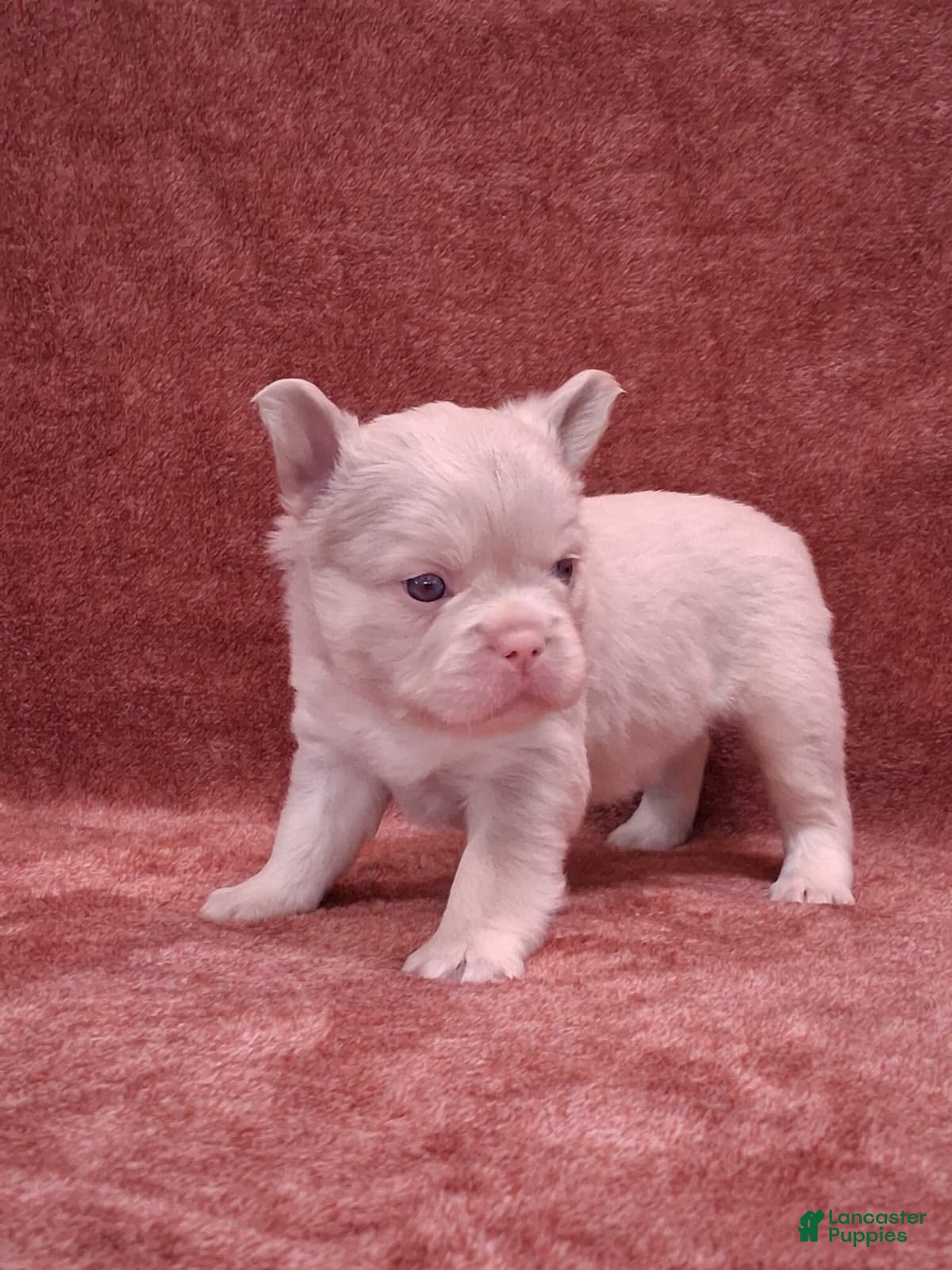 French Bulldog dogs Daisy - Ad 1