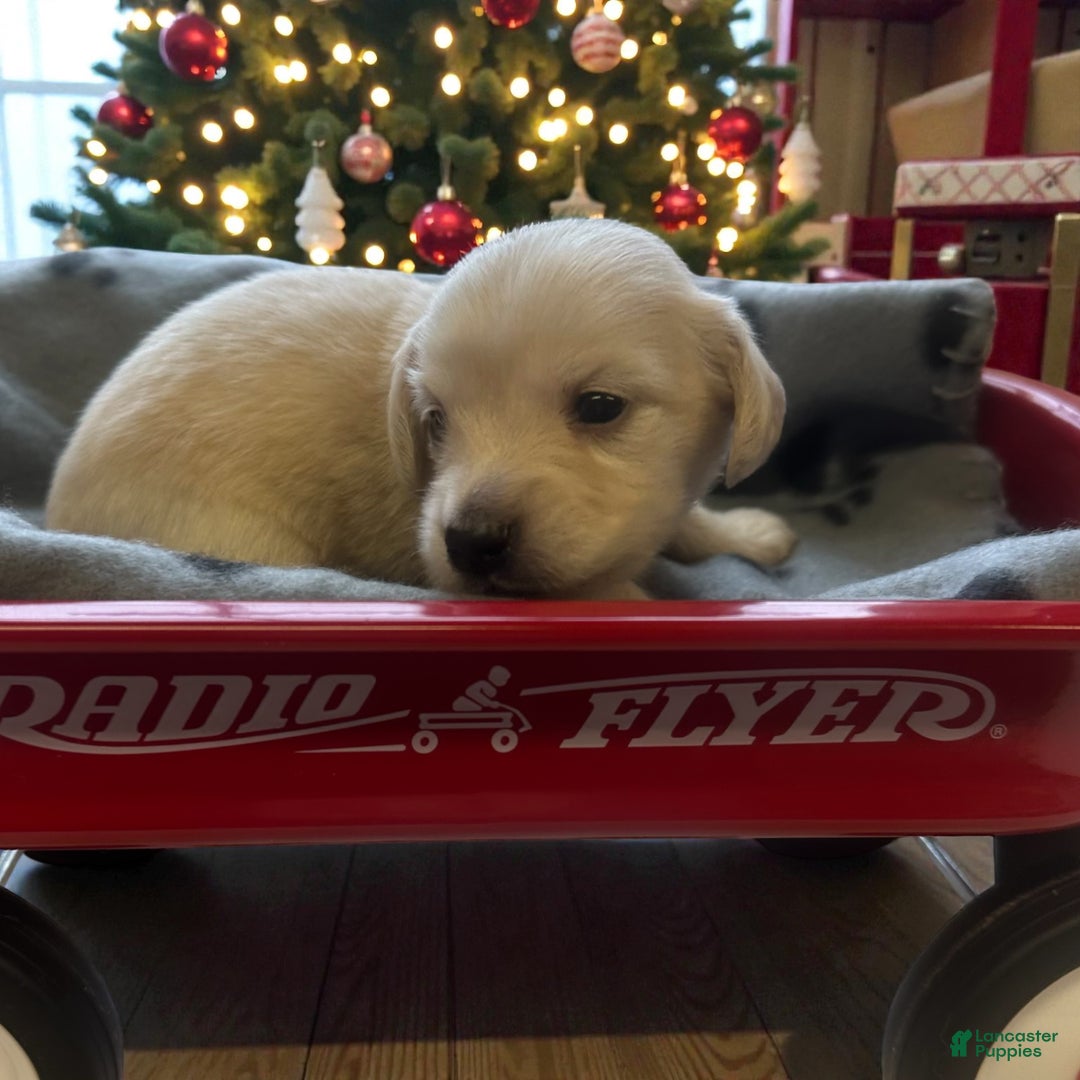 Miniature Dachshund dogs for sale: Leah - Ad 4