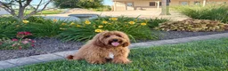 Cavapoo dogs for sale: Lyndon F1b  - Ad 3
