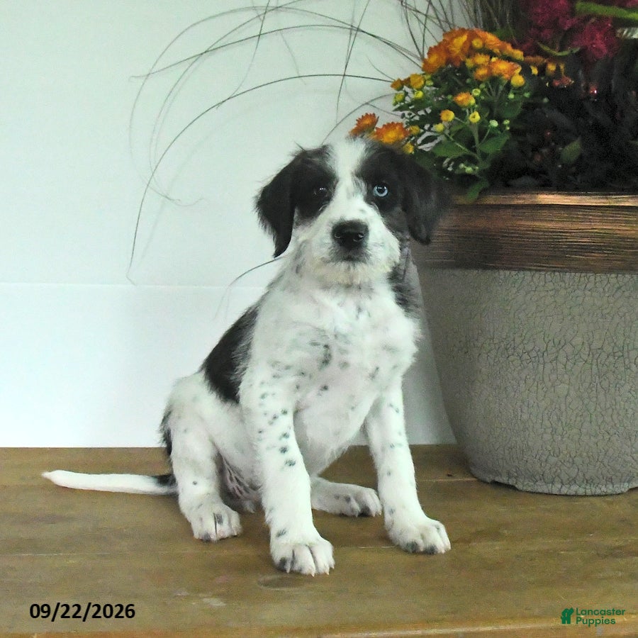 Mixed Breed dogs for sale: Daisy - Ad 2