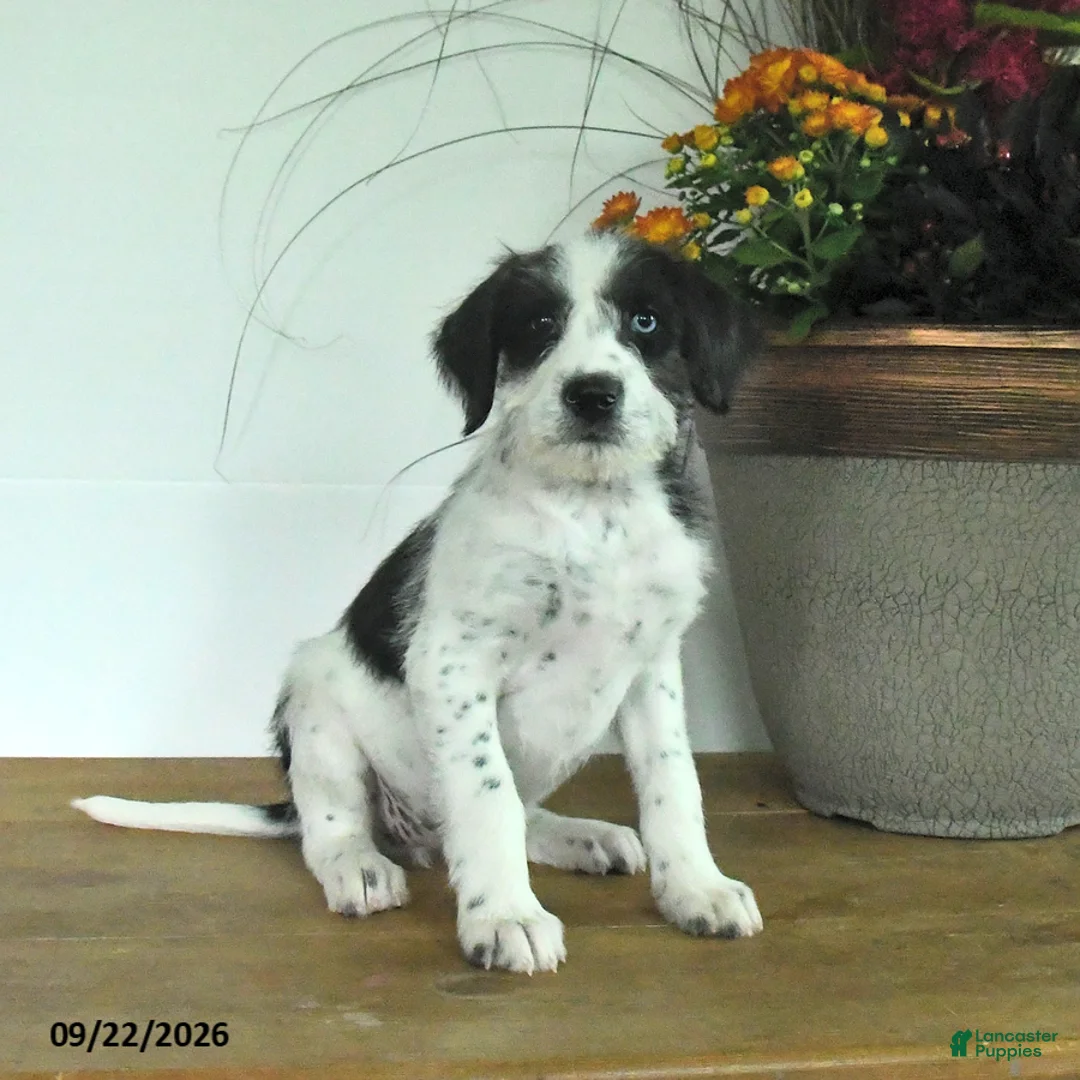 Mixed Breed dogs for sale: Daisy - Ad 2