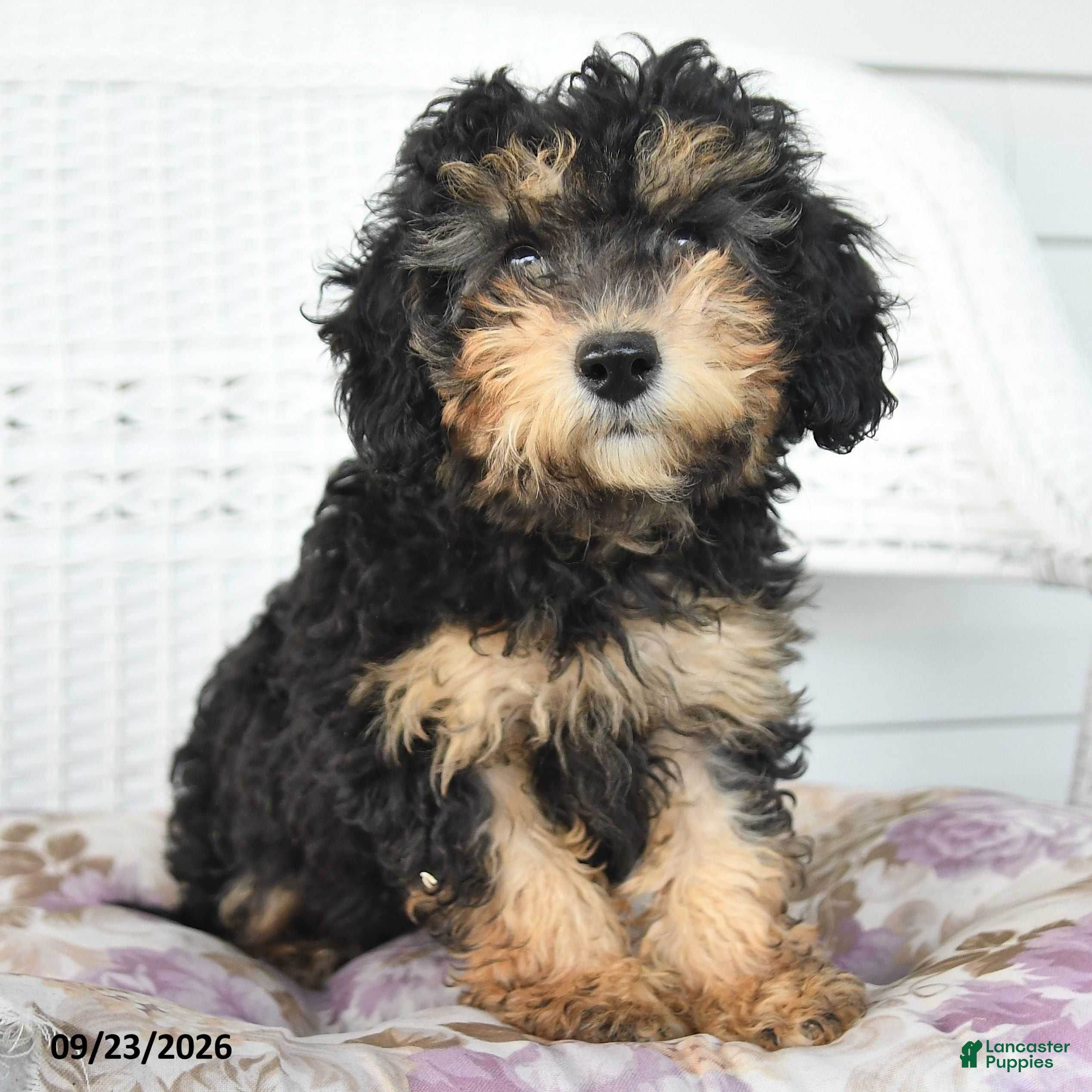 Miniature Poodle dogs Abby - Ad 1
