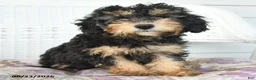 Miniature Poodle dogs for sale: Abby - Ad 1