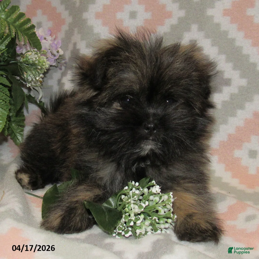 Mixed Breed dogs for sale: Estella - Ad 3