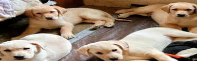 Labrador Retriever 6