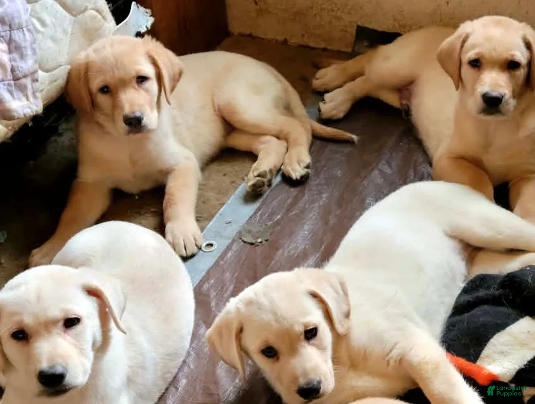 Labrador Retriever dogs for sale: Labrador Retriever 6 - Ad 1