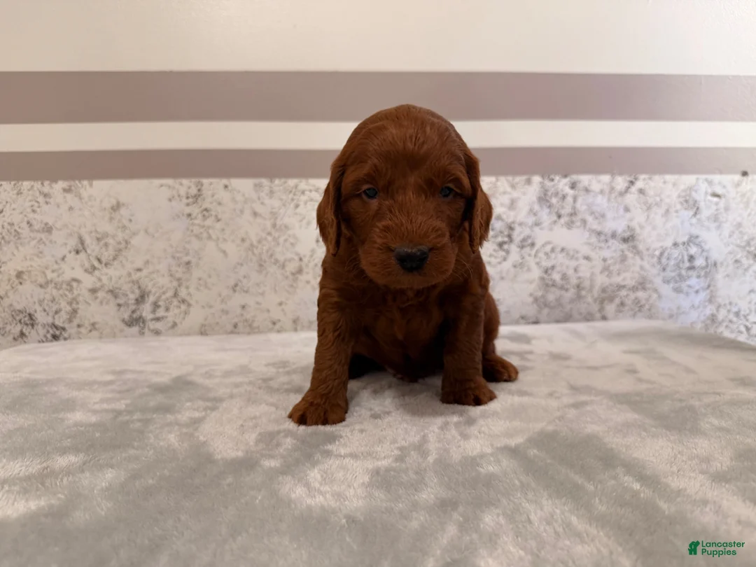 Mini Goldendoodle dogs for sale: Chad - Ad 2