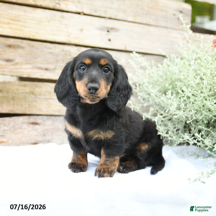 Miniature Dachshund dogs Duchess - Ad 1