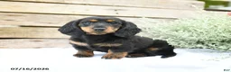 Miniature Dachshund dogs for sale: Duchess - Ad 1
