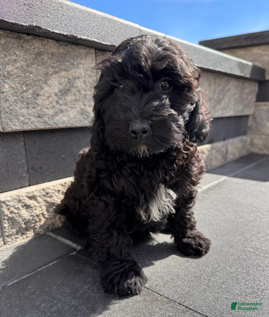 Cavapoo dogs for sale: Leo - Ad 2