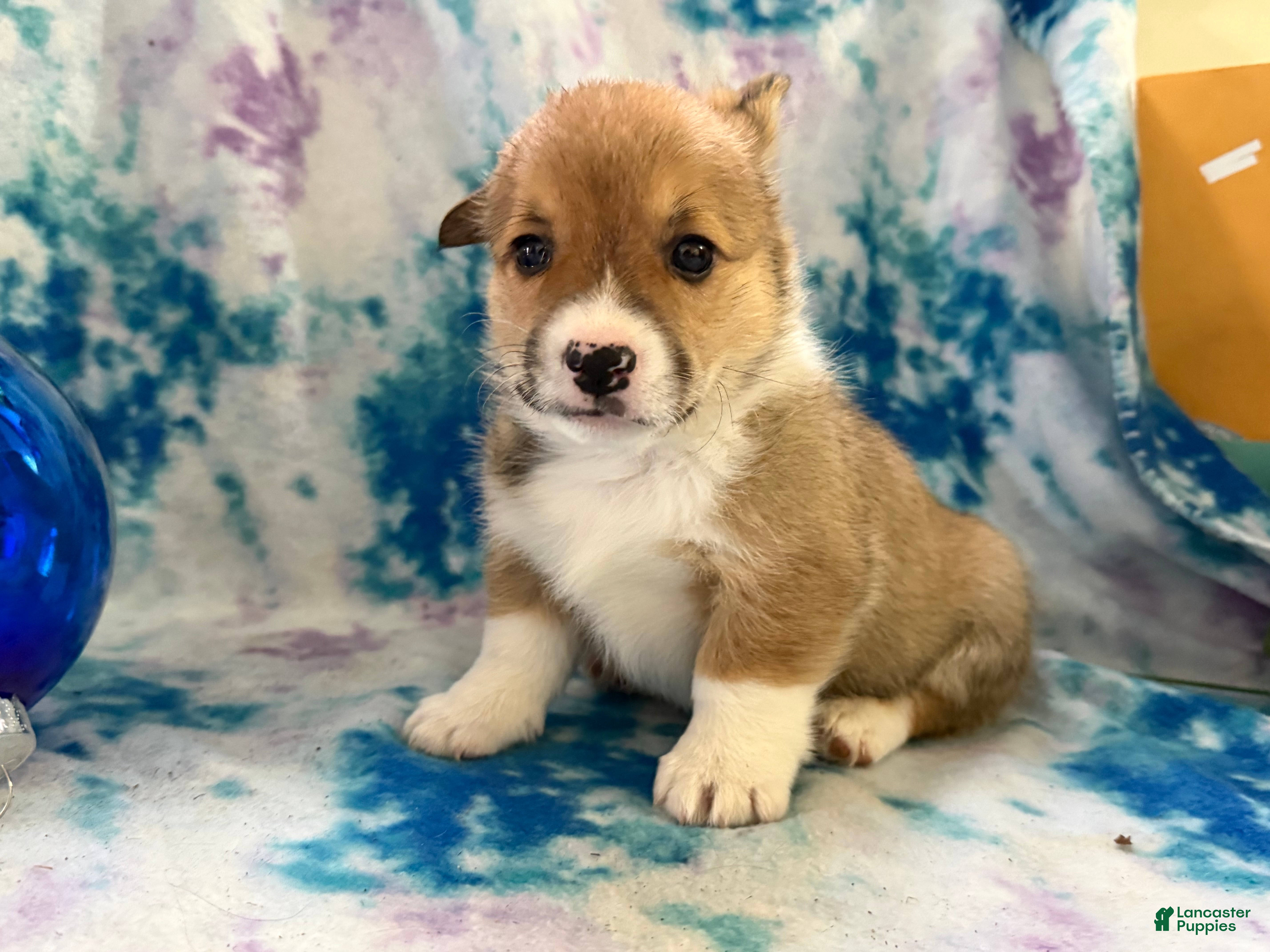 Welsh Corgi Pembroke dogs Kaden  - Ad 37