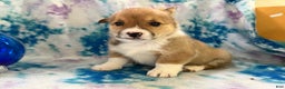 Welsh Corgi Pembroke dogs for sale: Kaden  - Ad 1