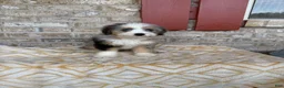 Mini Bernedoodle dogs for sale: Birdie - Ad 2