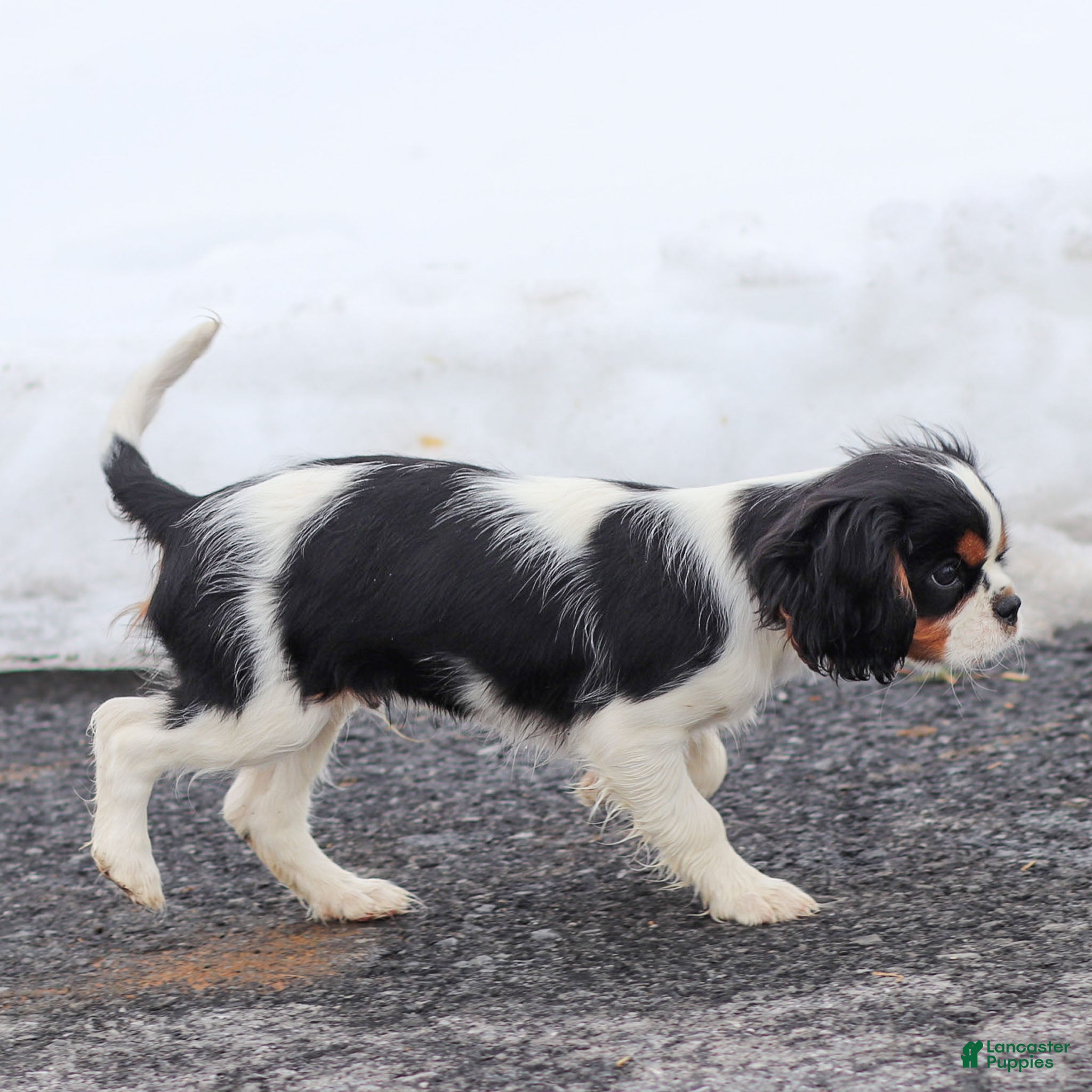 Cavalier King Charles Spaniel dogs Azriel - Ad 2