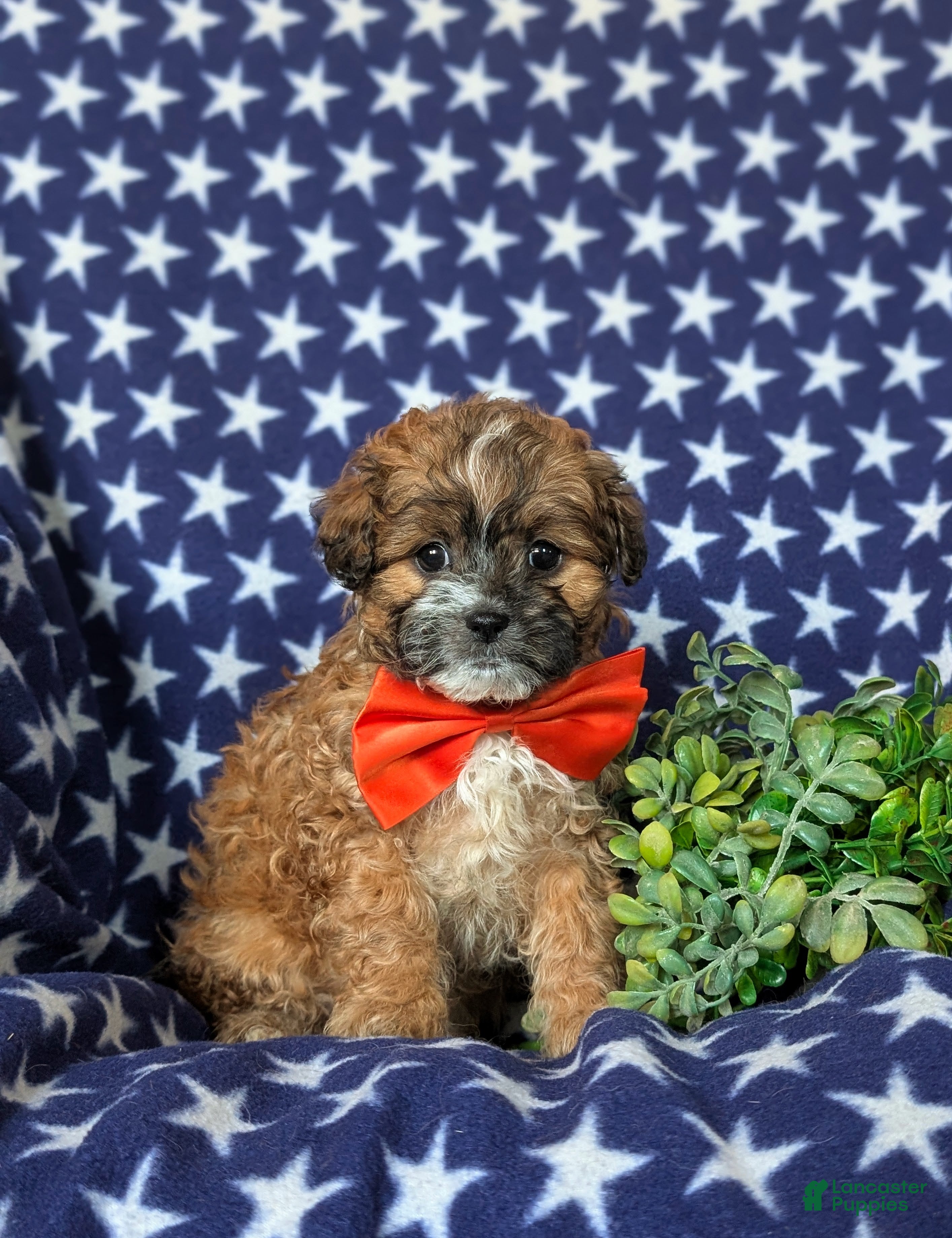 Shihpoo dogs Gage - Ad 2
