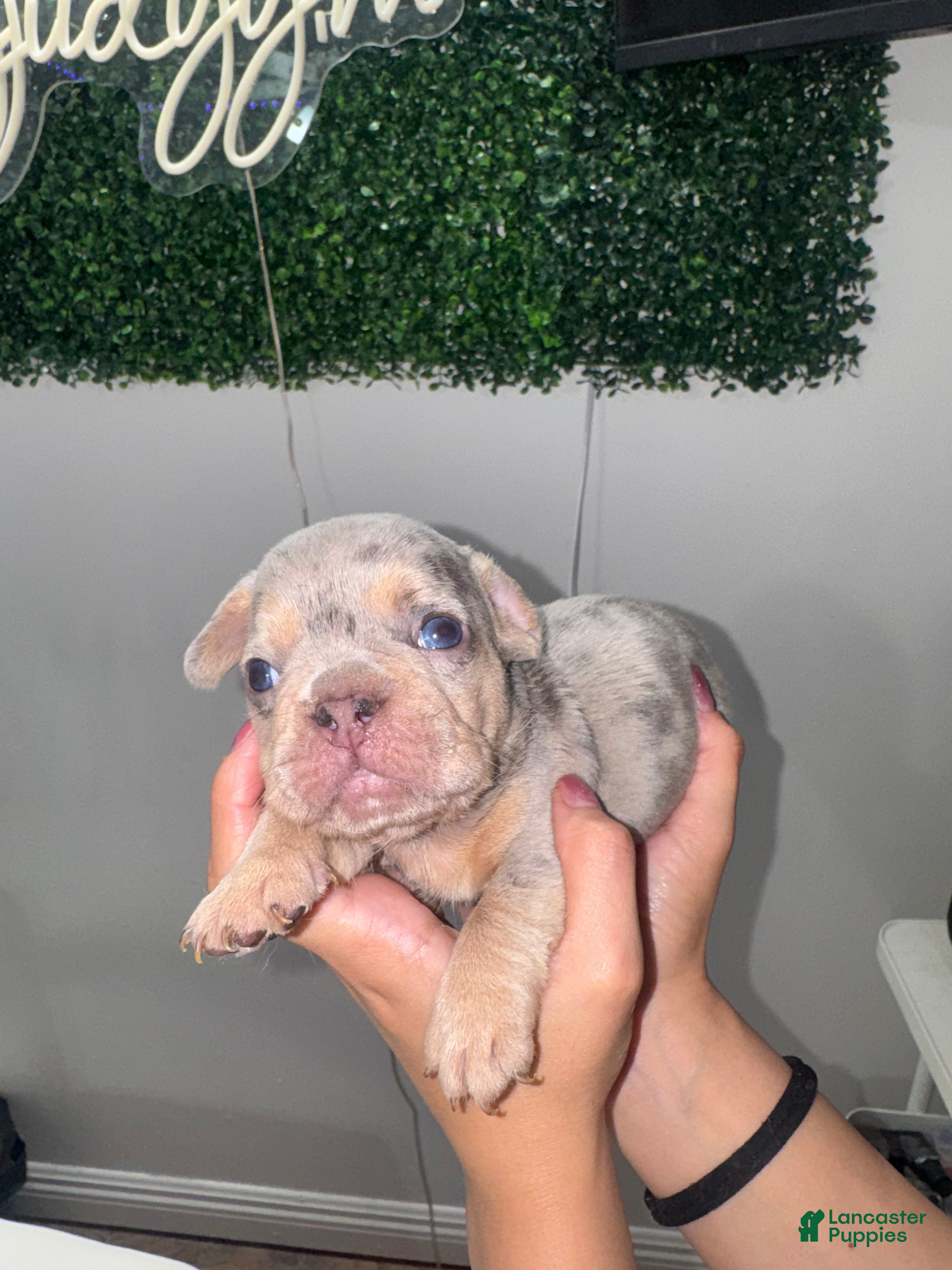 French Bulldog dogs French Bulldog Puppy 5 - Ad 1