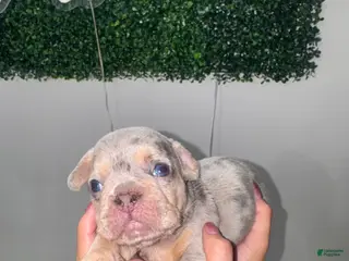 French Bulldog dogs for sale: French Bulldog Puppy 5 - Ad 1