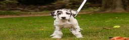 Great Dane dogs for sale: Blake Great Dane  - Ad 7