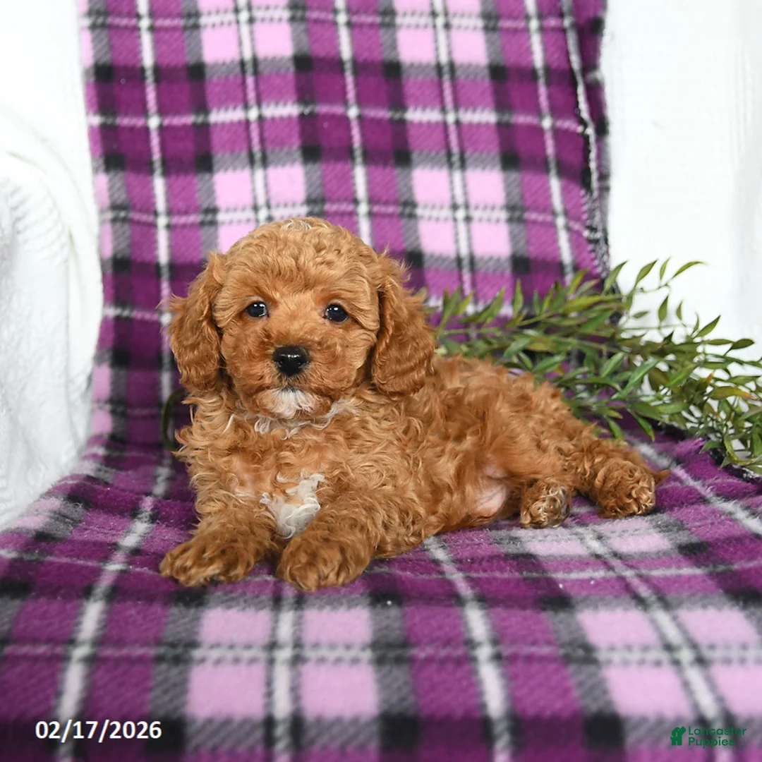 Miniature Poodle dogs for sale: Boots - Ad 3