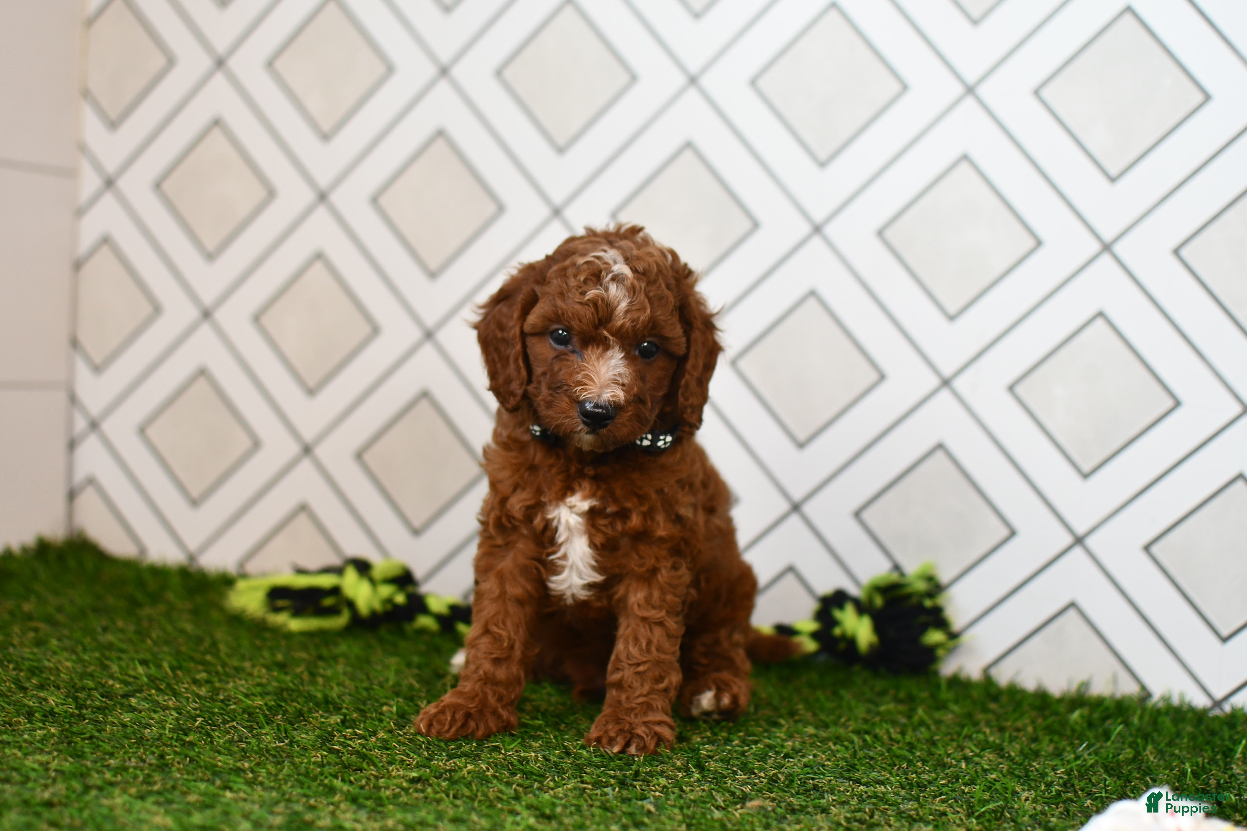 Cavapoo dogs Knox  - Ad 2