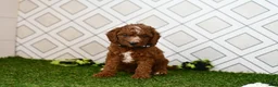 Cavapoo dogs for sale: Knox  - Ad 2