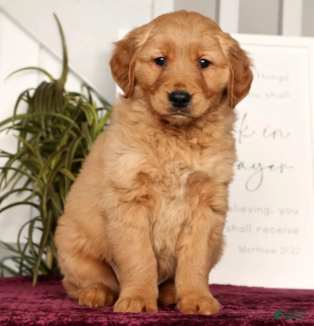 Golden Retriever dogs for sale: Randy - Ad 1