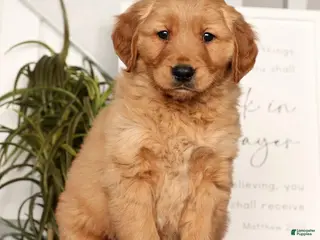 Golden Retriever dogs Randy - Ad 16