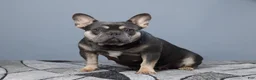 French Bulldog dogs for sale: Cade - Ad 10