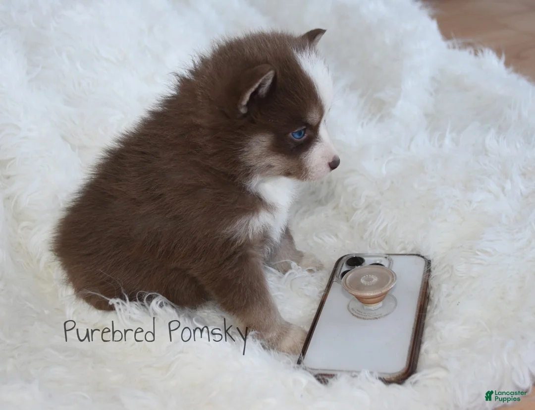 Pomsky dogs for sale: Truffle Tiny Pomsky - Ad 2