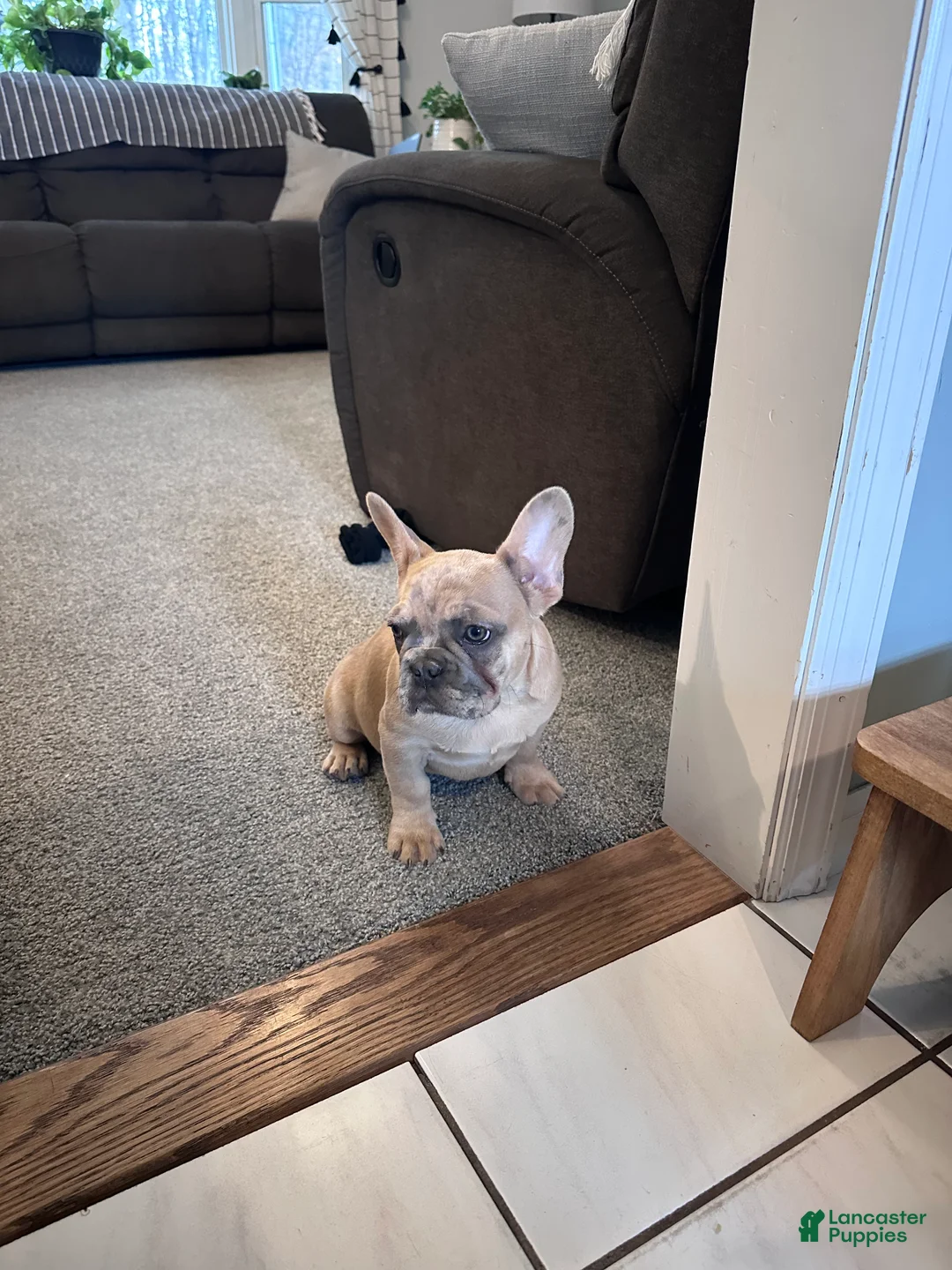 French Bulldog dogs for sale: Moose - Ad 2
