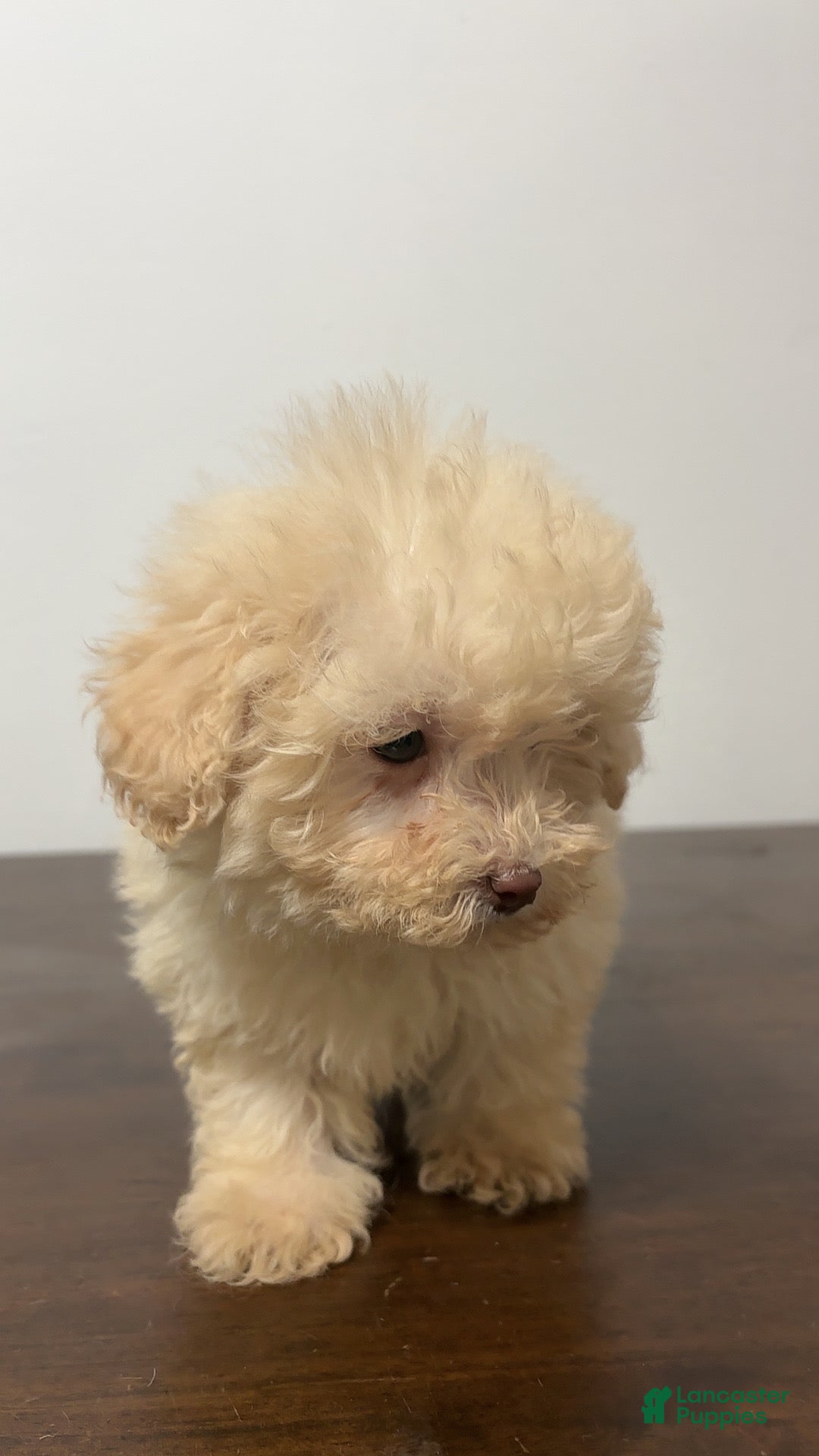 Miniature Poodle dogs Apple - Ad 6