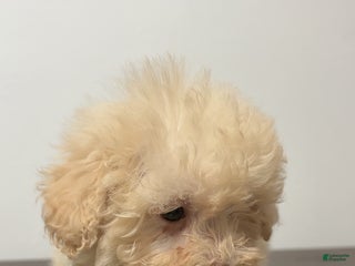 Miniature Poodle dogs Apple - Ad 9