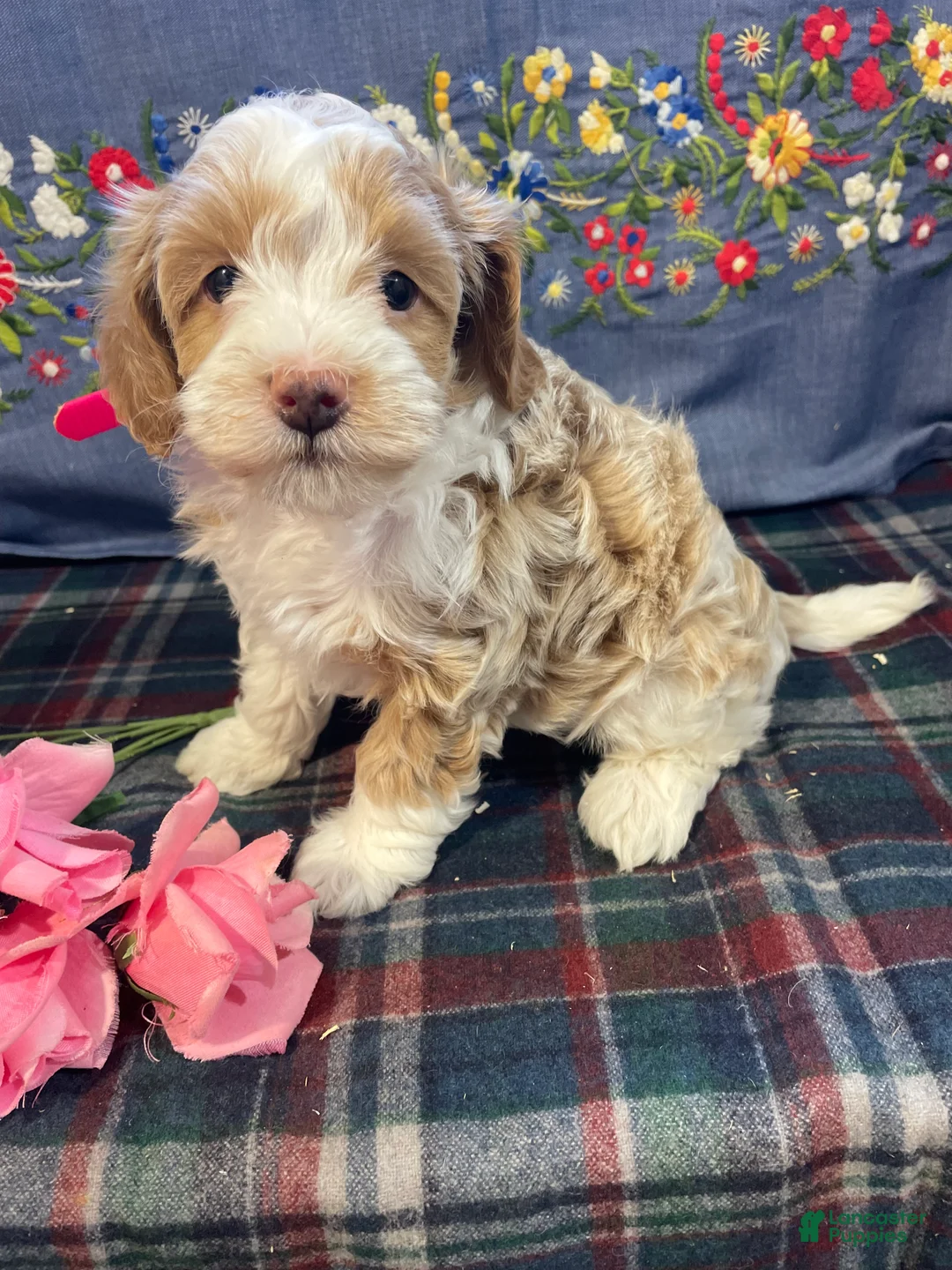 Havapoo dogs for sale: Venus - Ad 1