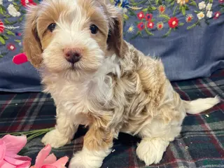 Havapoo dogs Venus - Ad 13