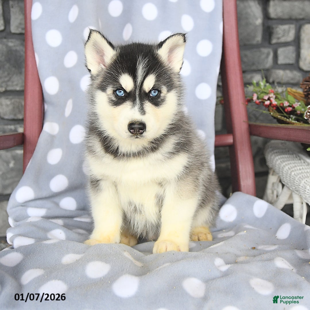 Siberian Husky dogs for sale: Cadbury - Ad 2