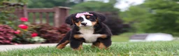 Bernese Mountain Dog dogs for sale: Casey - Ad 9