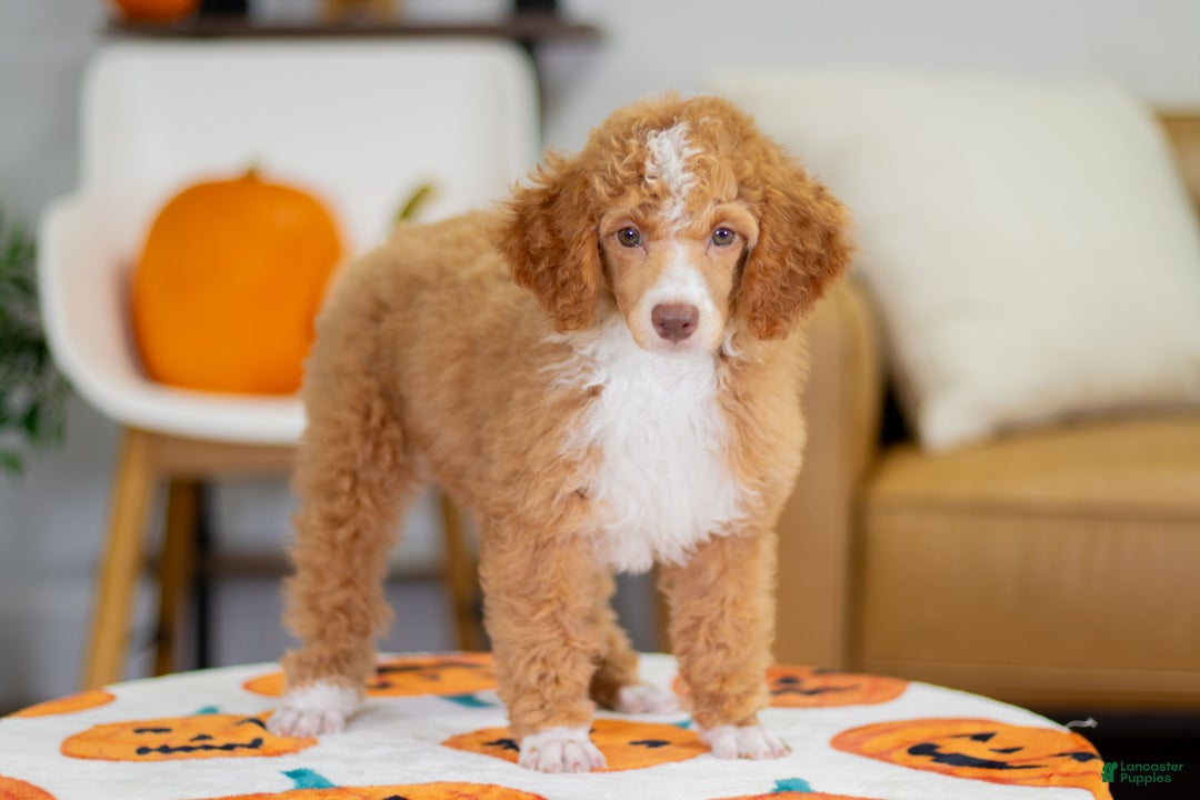 Toy Poodle dogs for sale: Wendy - Ad 1