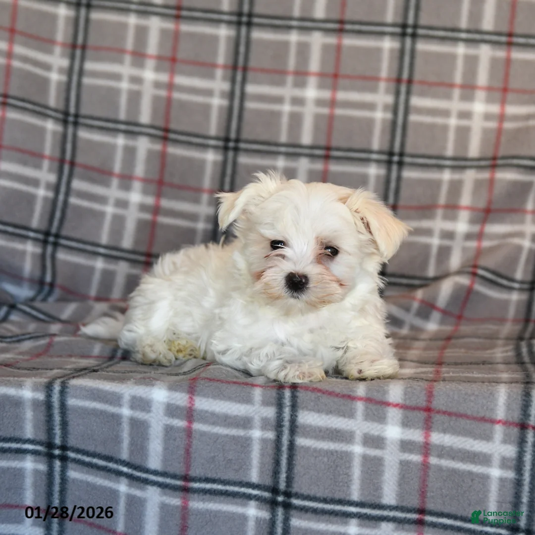 Maltese dogs for sale: Sammy - Ad 4
