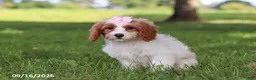 Cavapoochon dogs for sale: Hartley - Ad 5