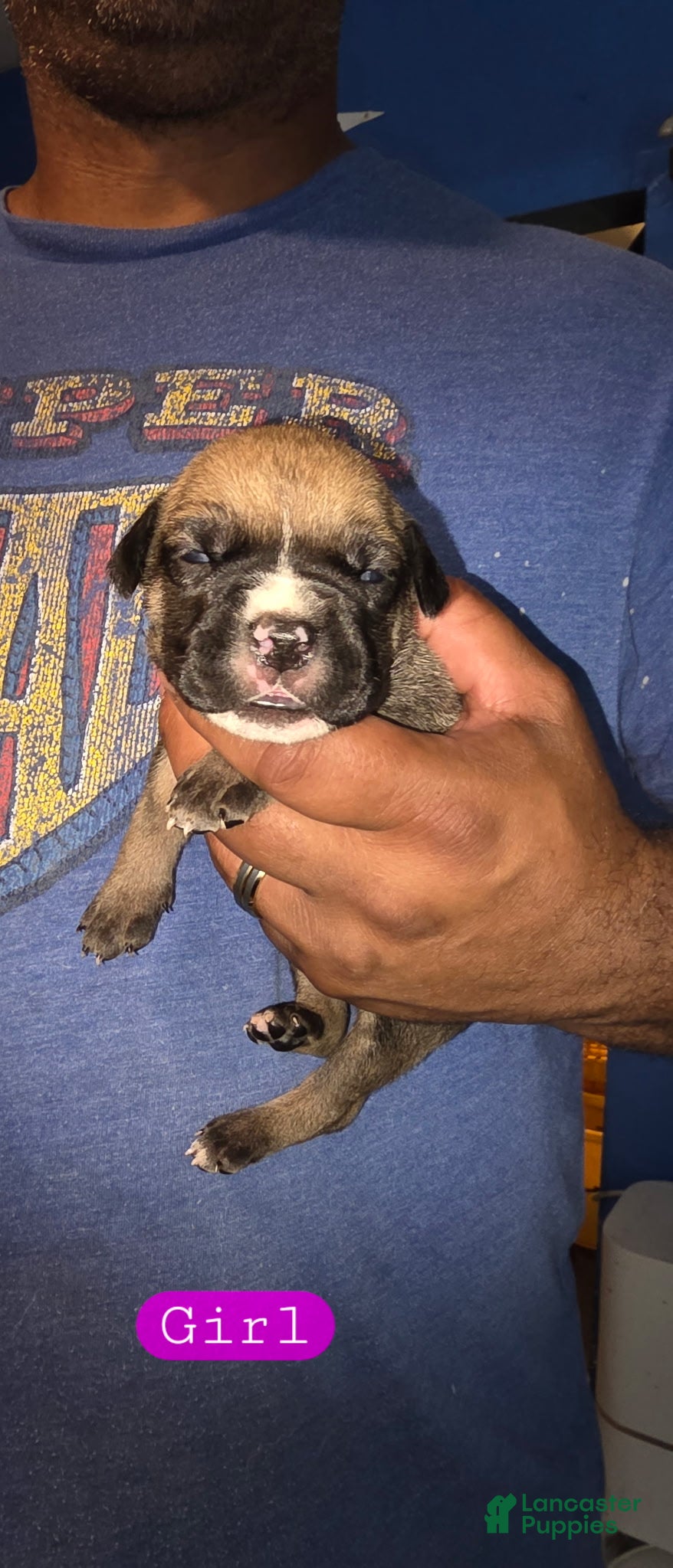 Cane Corso dogs for sale: Brooklyn - Ad 2