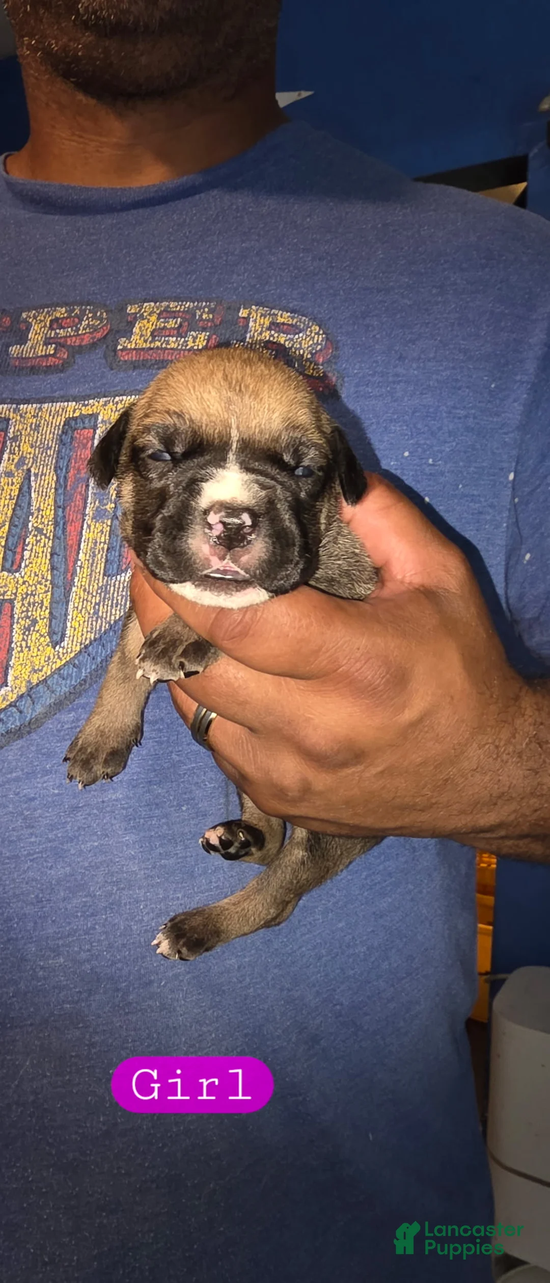 Cane Corso dogs for sale: Brooklyn - Ad 1