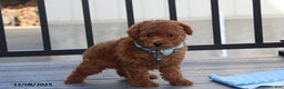 Bichpoo dogs for sale: Dakota - Ad 1