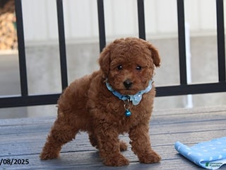 Bichpoo dogs Dakota - Ad 28