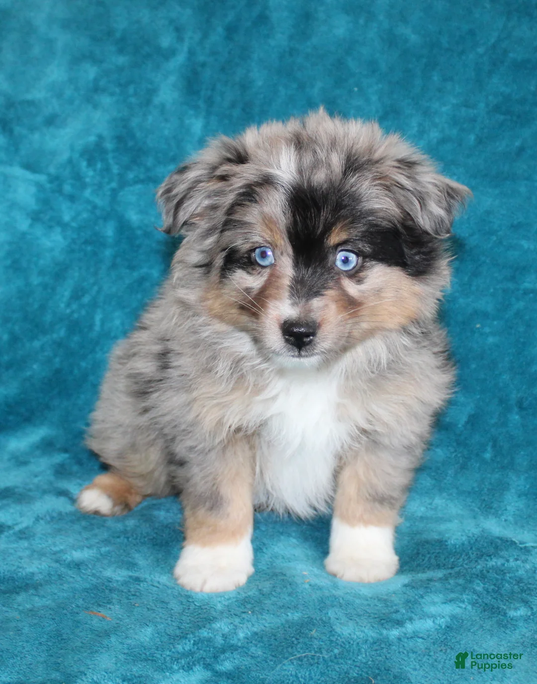 Miniature Australian Shepherd dogs for sale: Sparkey - Ad 1