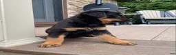 Rottweiler dogs for sale: Vixen  - Ad 3