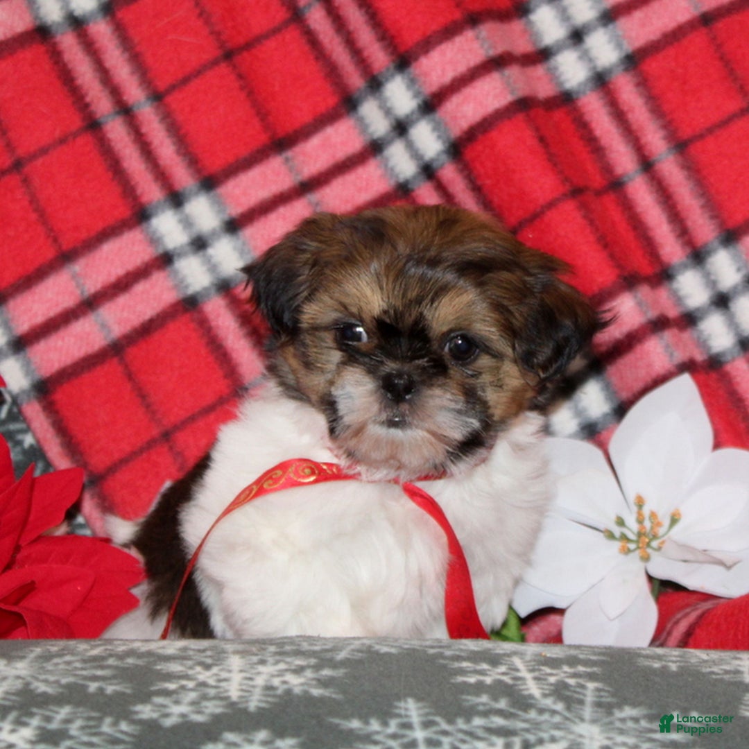 Shih Tzu dogs for sale: Mopsey  - Ad 2