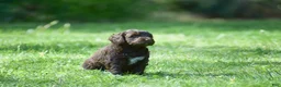Portuguese Water Dog dogs for sale: Madelyn - Ad 10