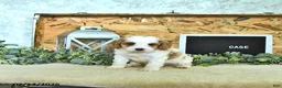 Cavapoo dogs for sale: Case  - Ad 4